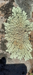 Parmelioideae