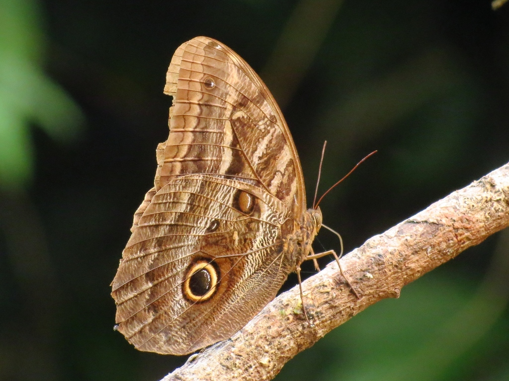 Caligo illioneus