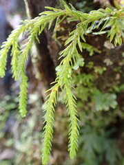 Phlegmariurus varius