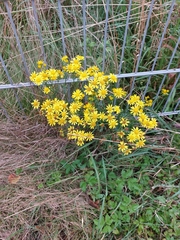 Jacobaea