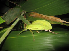 Hemigyrus tonkinensis