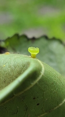 Caryomyia flaticrustum