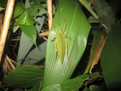 Hemigyrus tonkinensis