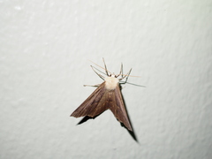 Lambdina fiscellaria