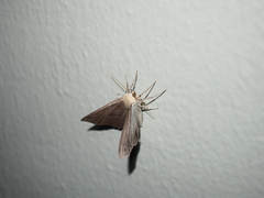 Lambdina fiscellaria