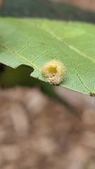 Caryomyia antennata