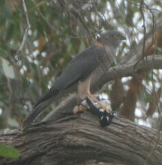 Accipiter cirrocephalus