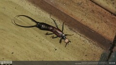 Paratimomenus flavocapitata