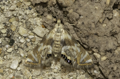 Petrophila canadensis