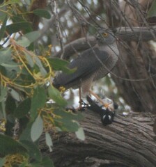 Accipiter cirrocephalus