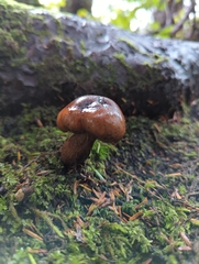 Tricholoma pessundatum