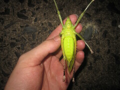 Hemigyrus tonkinensis