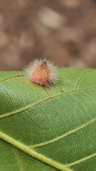 Caryomyia holotricha