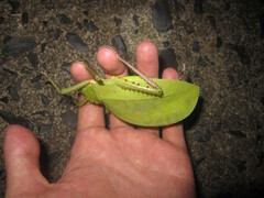 Hemigyrus tonkinensis