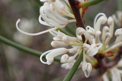 Hakea rostrata