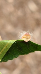 Caryomyia holotricha