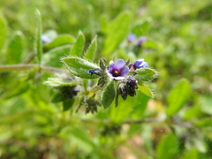 Asperugo procumbens