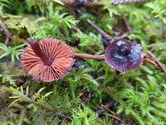 Cortinarius anthracinus