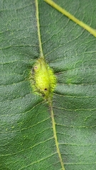 Phylloxera caryaevenae