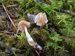 Cortinarius causticus