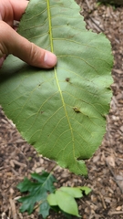 Phylloxera caryaevenae