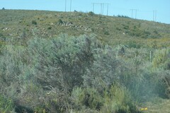 Dicerothamnus rhinocerotis