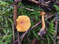 Cystoderma amianthinum