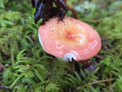 Russula bicolor