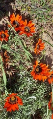 Gazania