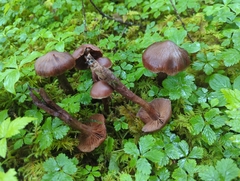 Cortinarius brunneus
