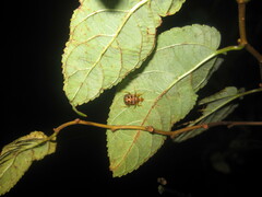 Agomadaranus pardaloides
