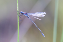 Lestes sponsa