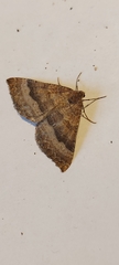 Larentia clavaria