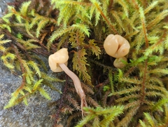 Cudonia circinans