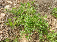 Asperugo procumbens