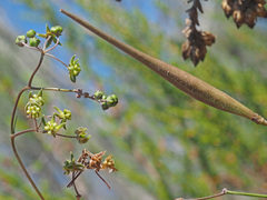 Asclepiadinae