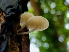Favolaschia manipularis