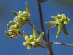 Asclepiadinae
