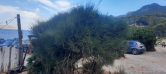 Ephedra fragilis