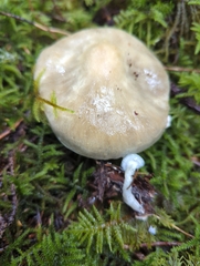 Stropharia aeruginosa
