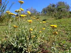 Helichrysum cymosum