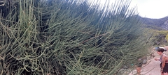 Ephedra fragilis