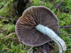 Stropharia aeruginosa
