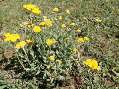 Helichrysum cymosum
