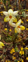 Cyanella alba flavescens
