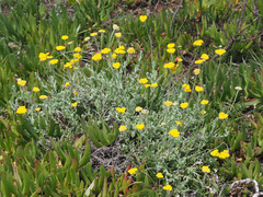 Helichrysum cymosum