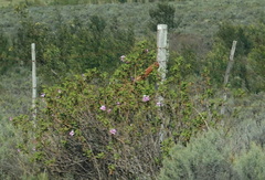 Pelargonium panduriforme