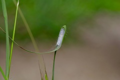Clubionidae