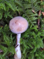 Cortinarius salor