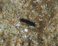 Dendrodoris nigra